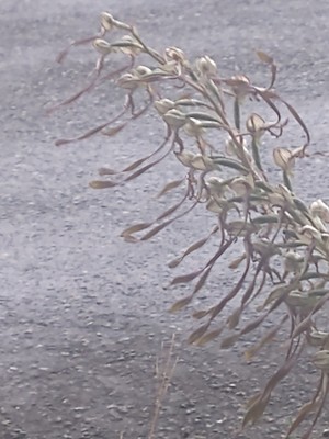 photo of Lizard Orchid