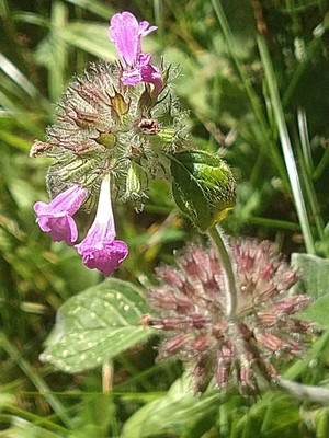 photo of Wild Basil