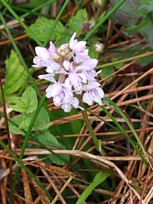 photo of Common Spotted Orchid