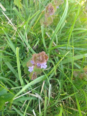 photo of Ground Ivy