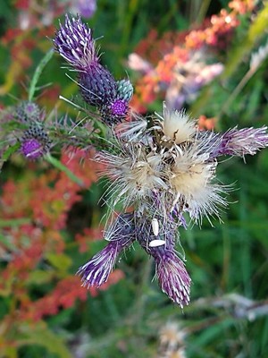 photo of Marsh Thistle