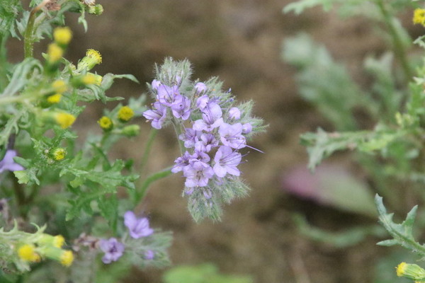 photo of Phacelia