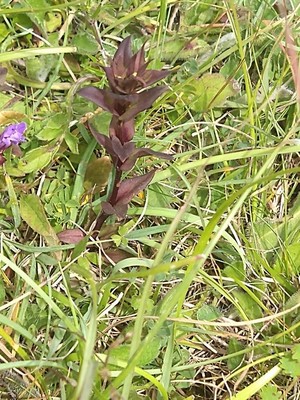 photo of Autumn Gentian