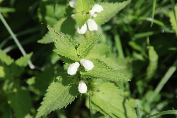photo of White Dead Nettle
