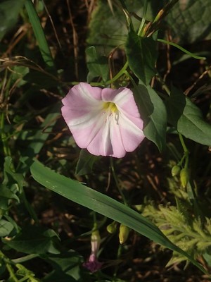 photo of Field Bindweed