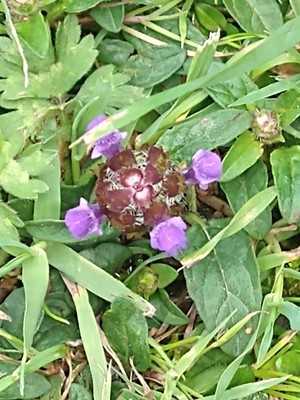 photo of Selfheal