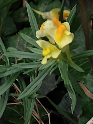 photo of Common Toadflax