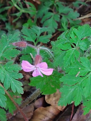 photo of Herb Robert
