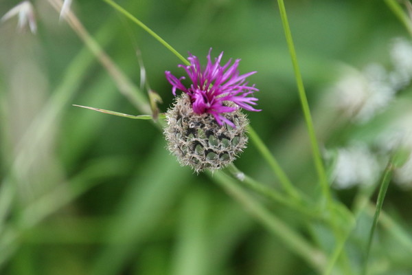 photo of Greater Knapweed