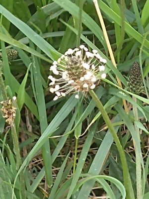 photo of Ribwort Plantain