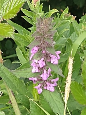 photo of Marsh Woundwort