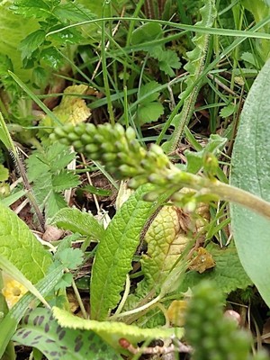 photo of Common Twayblade