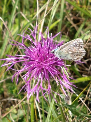 photo of Greater Knapweed