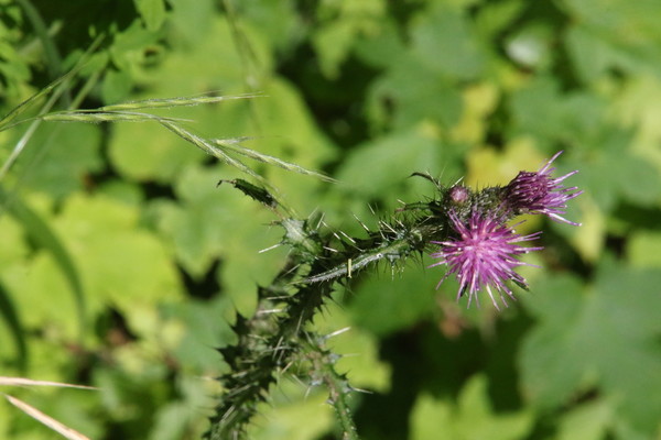 photo of Marsh Thistle