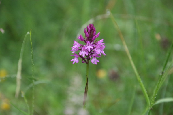 photo of Pyramidal Orchid