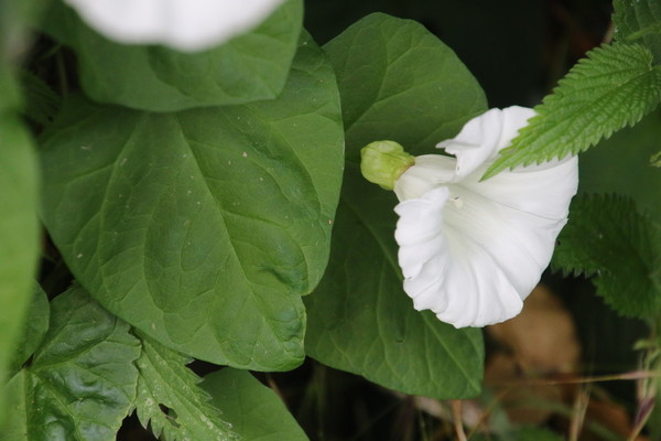 photo of Hedge Bindweed