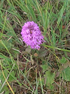 photo of Pyramidal Orchid