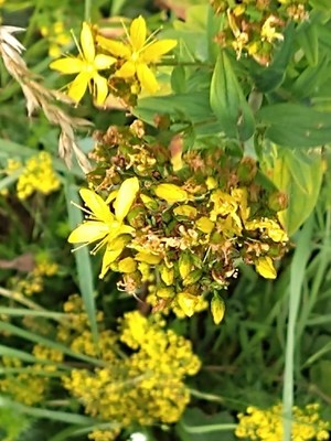 photo of Hairy St John's Wort
