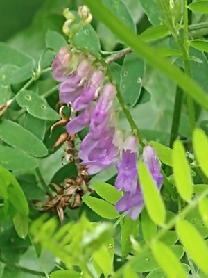 photo of Tufted Vetch