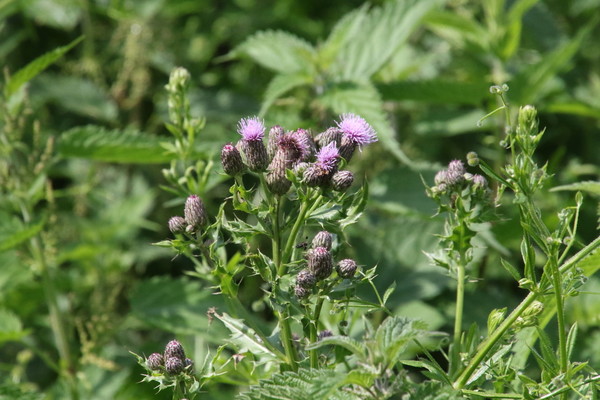 photo of Creeping Thistle