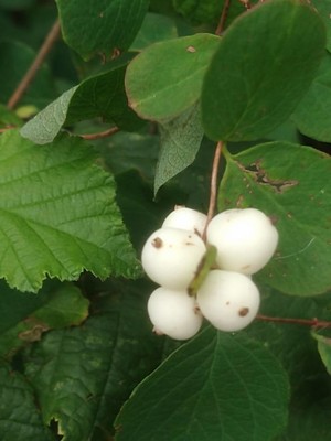 photo of Snowberry