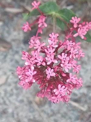 photo of Red Valerian