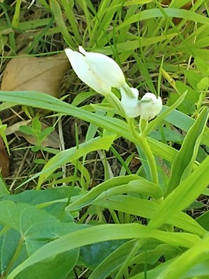 photo of Narrow Leaved Helleborine