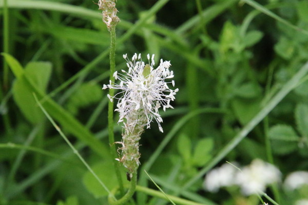 photo of Hoary Plantain