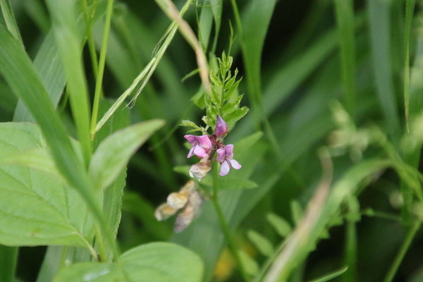 photo of Bush Vetch