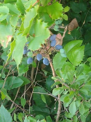photo of Oregon Grape
