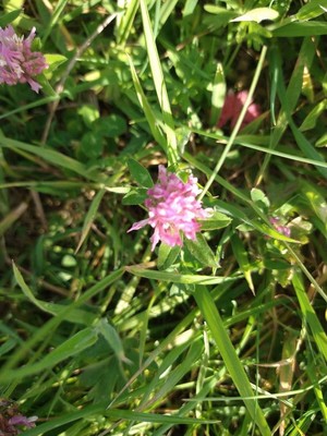 photo of Red Clover