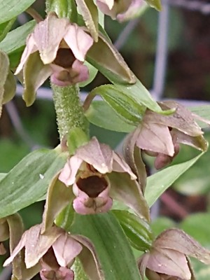 photo of Broad Leaved Helleborine