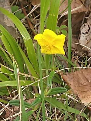 photo of Common Rockrose