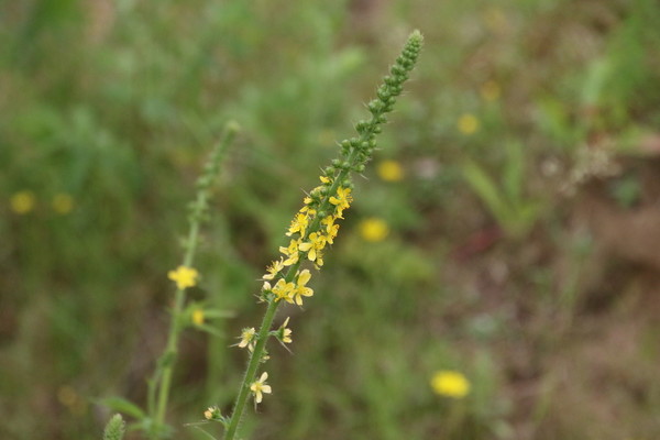 photo of Agrimony