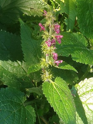 photo of Hedge Woundwort