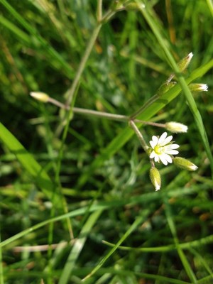 photo of Common Mouse Ear
