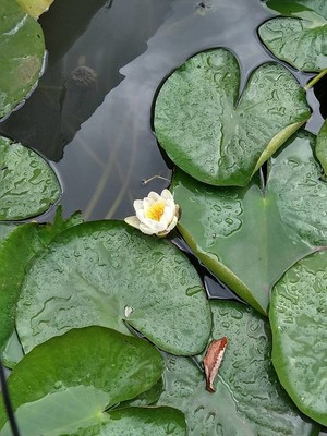 photo of White Water Lily