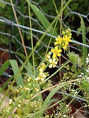 photo of Agrimony