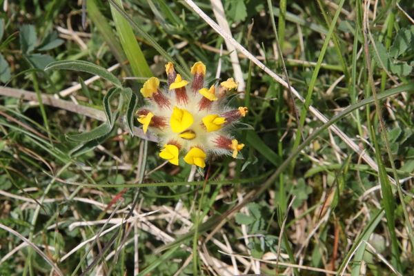 photo of Kidney Vetch