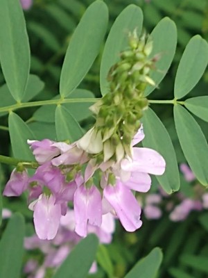 photo of Goat's Rue