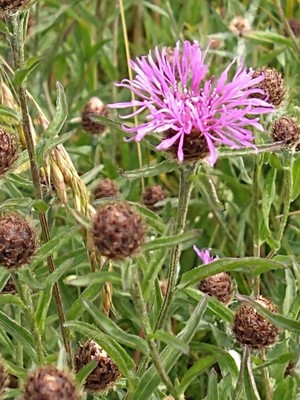 photo of Brown Knapweed