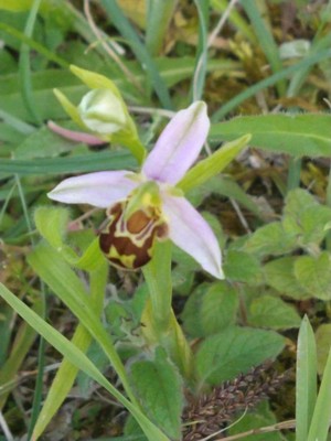 photo of Bee Orchid