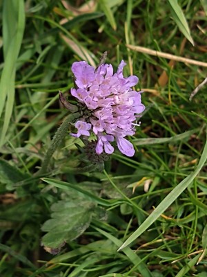 photo of Small Scabious