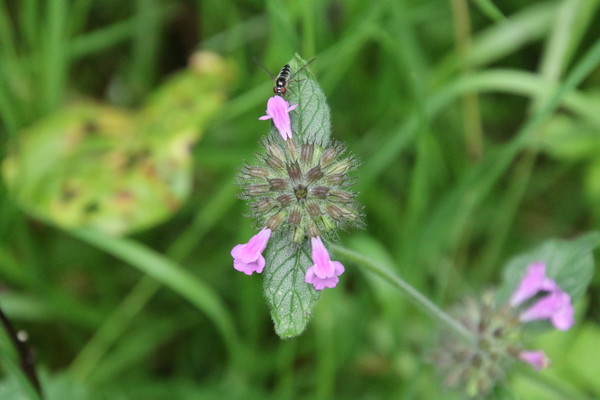 photo of Wild Basil