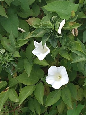 photo of Hedge Bindweed