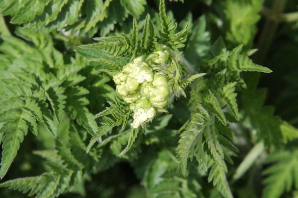 photo of Cow Parsley