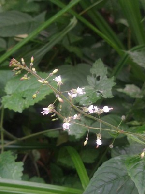 photo of Enchanter's Nightshade