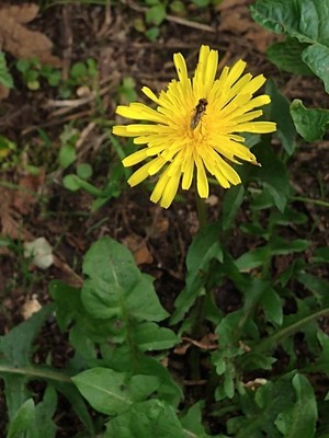 photo of Dandelion