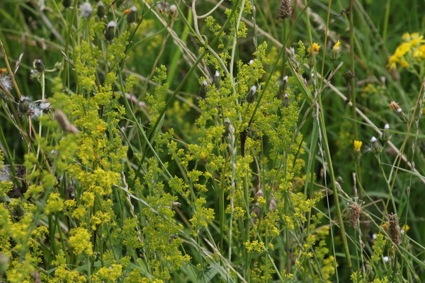 photo of Lady's Bedstraw