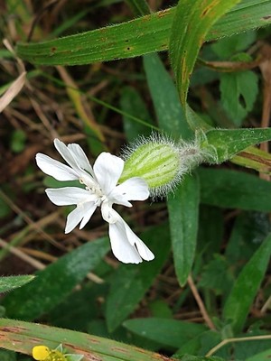 photo of White Campion